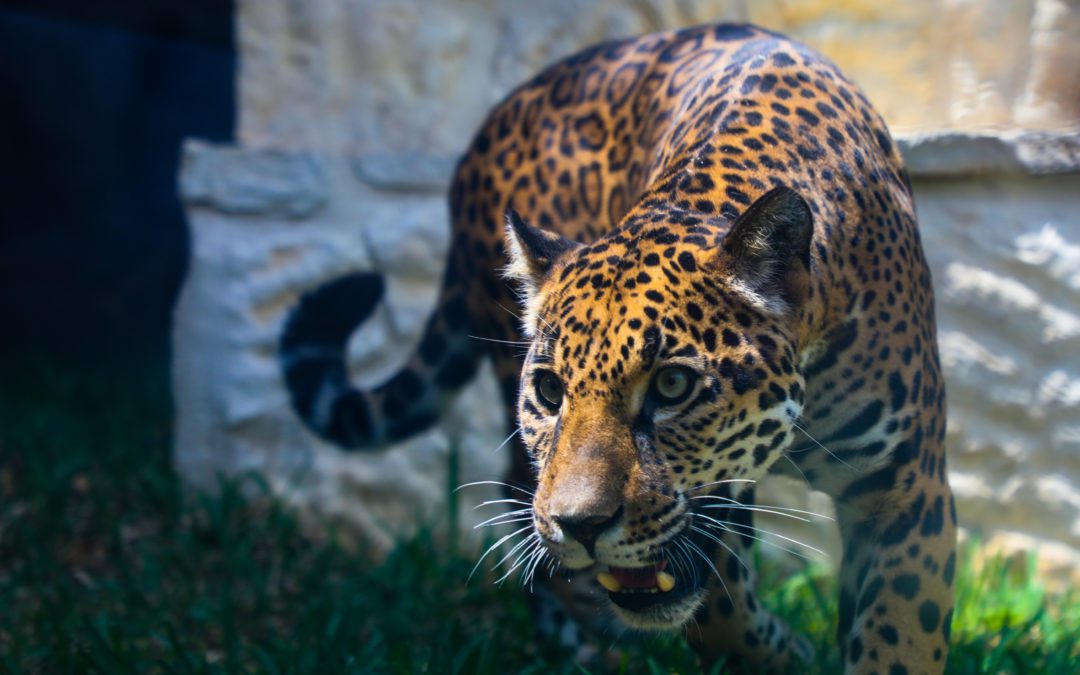 2 Year Old Jaguar, Frida, Comes to San Antonio Zoo