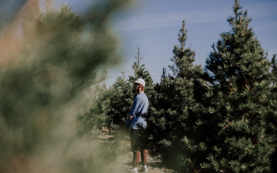 A Guide to Christmas Tree Farms Near San Antonio, Texas